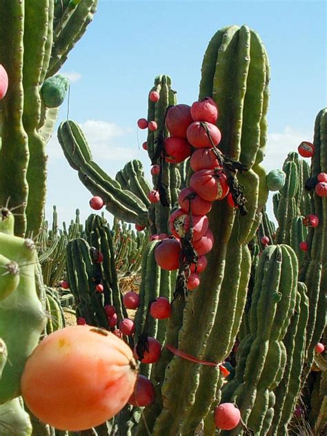 Cereus Repandus Peruvian Apple Edible Landscape Cactus Cactus