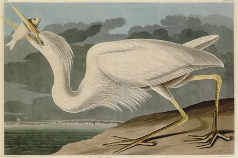 after john james audubon 1785 1851 by robert havell 1793 1878 great white heron plate