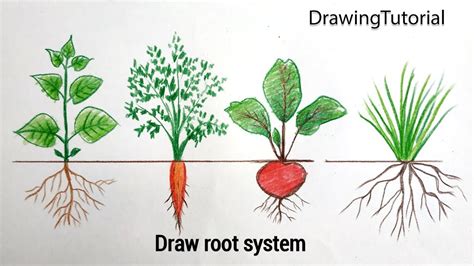 How To Draw Root System Tap Rootfibrous Root Step By Step Very Easy