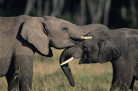 How Do Elephants Show Affection Animals Momme