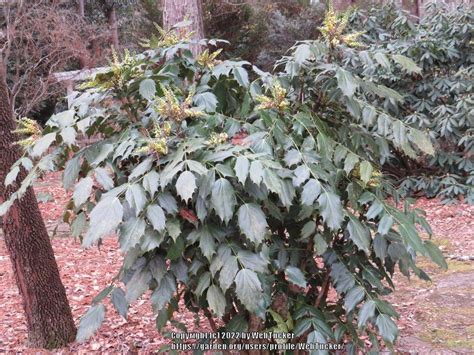 Photo Of The Entire Plant Of Japanese Mahonia Mahonia Japonica Posted