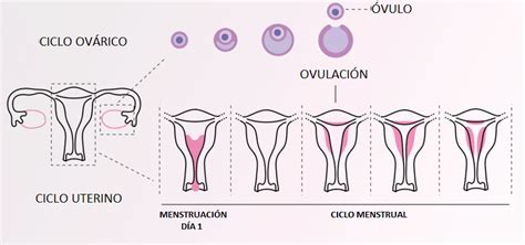 Como Funciona El Ciclo Menstrual Ciclo Menstrual Que Es Fases Y Duracion