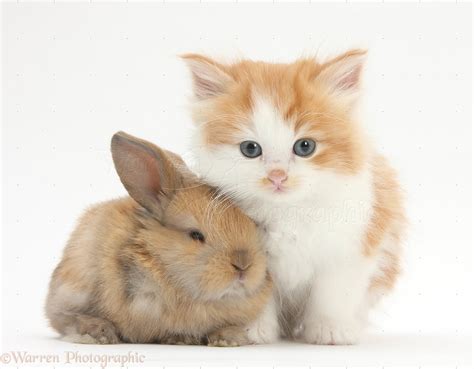 Pets Ginger And White Kitten With A Baby Rabbit Photo Wp27951