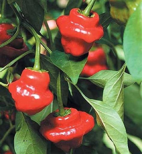 Jamaican Red Hot Scotch Bonnet Pepper 50 Seeds Extra Hot Etsy