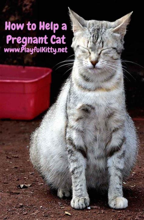 How To Help A Pregnant Cat Pregnant Cat Cat Having Kittens Cat Care
