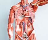 Pictures of How Do Doctors Test For Kidney Infection