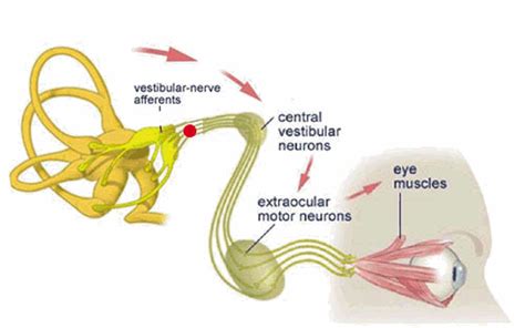 Intro To Vestibular System Systems And Behavioral Neuroscience