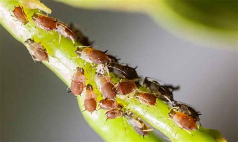 7 Common Garden Pests And How To Get Rid Of Them Triangle Gardener