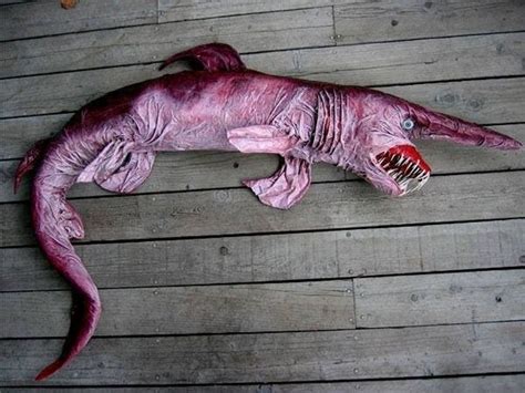 50 Rare Creatures That Are Almost Too Weird To Actually Exist