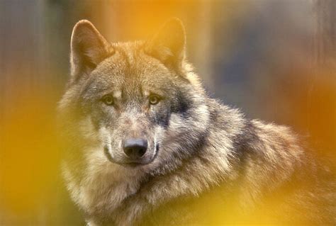Grey Wolf Canis Lupus Head Portrait 15318619 Framed Photos