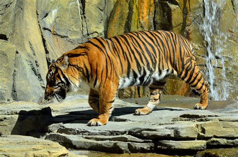 Nero bali figura la partecipazione vocale di michele bravi e di gué pequeno. Riduzione della biodiversità: il ghiaccio tornerà... gli ...
