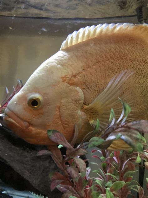 Sully The Giant Albino Oscar Fish Rfish