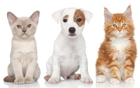 Install my kitten vs puppy wallpapers new tab to enjoy varied hd kittens & puppies wallpapers in your start page. Dogs Cats Three 3 Puppy Kittens Animals kitten baby7 cute wallpaper | 5917x3744 | 588486 ...