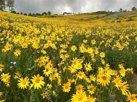 Crested Butte Wildflowers With Images Wild Flowers Crested Butte Butte