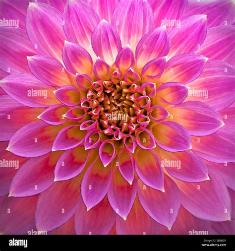 Full Frame Dahlia Hi Res Stock Photography And Images Alamy