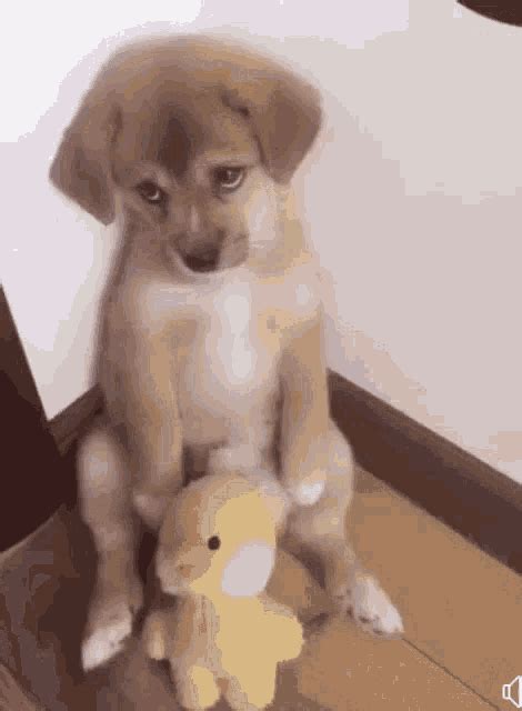 Cute Dog  Cute Dog Sad Face Discover And Share S