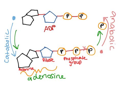 Atp H2o Adp Pi Energy - ADP/ATP Cycle | Science | ShowMe