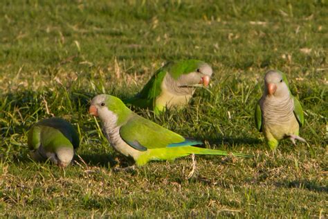 Naturewatch A Plethora Of Parakeets