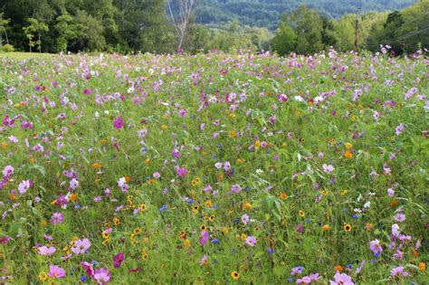 Theres Still Time To Plant Wildflowers American Meadows Blog