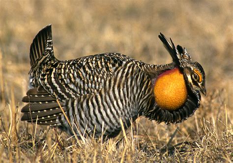 Where The Wild Things Are Greater Prairie Chickens Iowa Natural Heritage Foundation