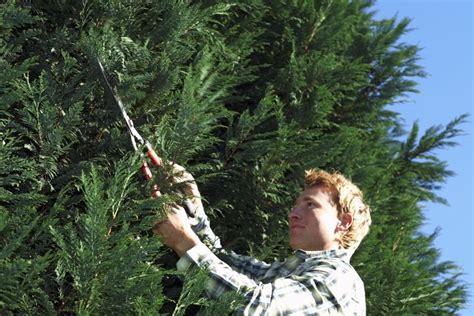 When And How To Prune And Fertilize Leyland Cypress Trees