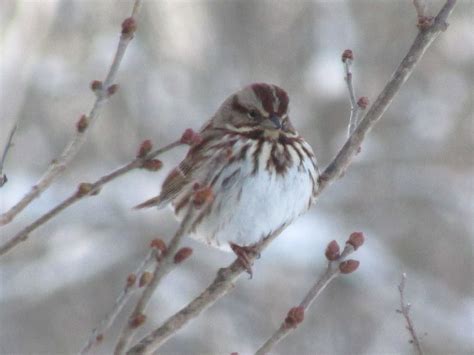 Song Sparrow | Song sparrow, Bird species, Sparrow