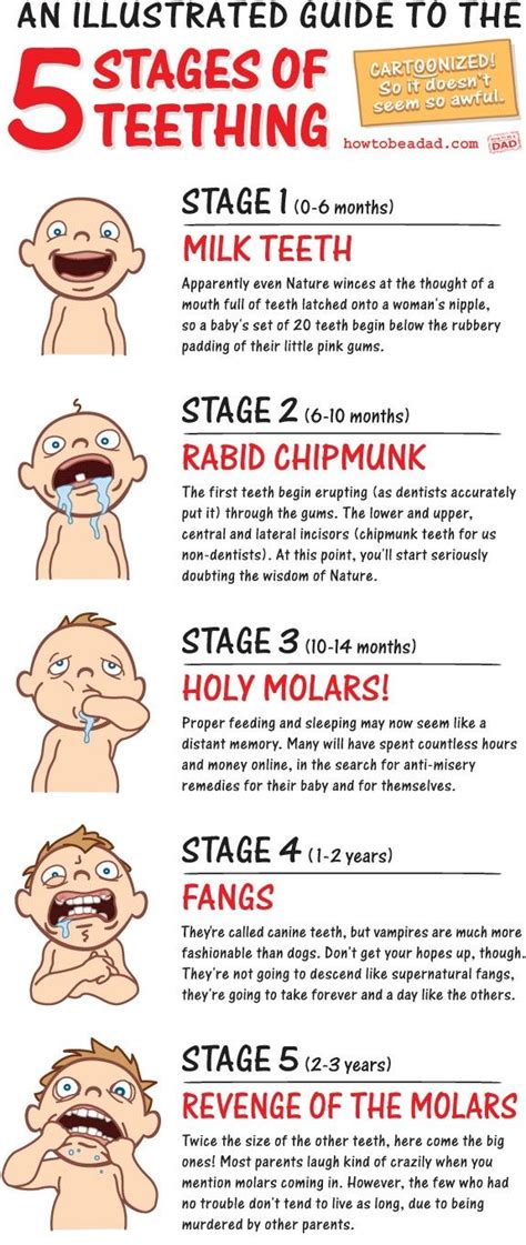 The 5 Stages Of Teething An Illustrated Guide Baby Development Baby