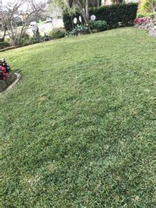 Make sure it's safe to use on your turf as many varieties like buffalo and kikuyu are spot treatment only. How To Look After Your Matilda Buffalo Lawn