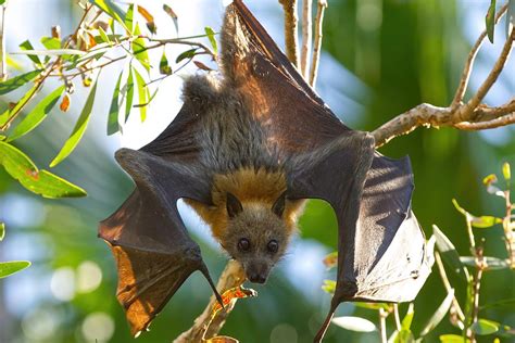 The Animoz Aussie Wildlife Vote 2020 What Species Will You Choose