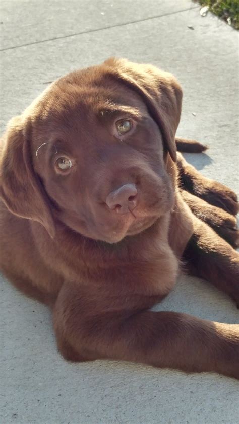 Many of us do not expect weeks of broken sleep, and tearful children. Chocolate lab - 8 weeks old | Lab puppies, Dog breeds, Dogs and puppies