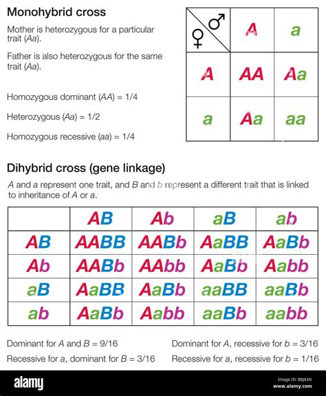 Dihybrid Punnett Square Examples Punnett Squares Of A Monohybrid And A Dihybrid Cross Used
