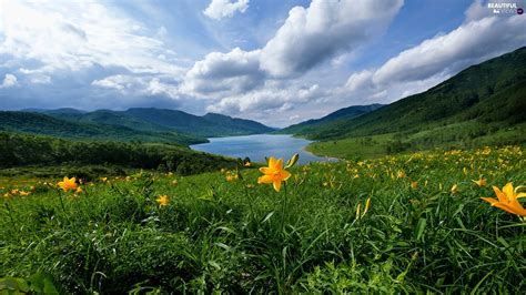Meadow The Hills Yellow Lake Mountains Flowers