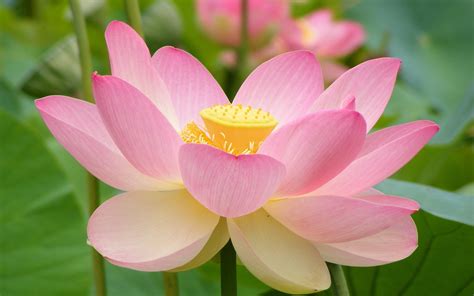 Pink Flowers With Green Leaves Nature Flowers Lotus Flowers Hd