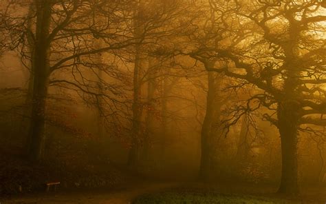 1700x1063 Nature Landscape Park Trees Fall Mist Morning Walking Bench