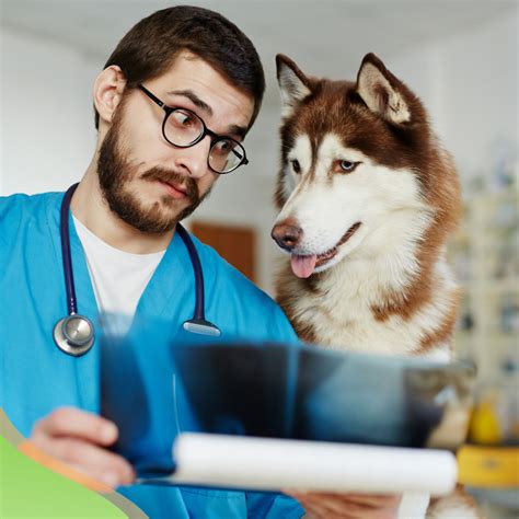Clients often refer to us as sydney's best vet when searching for a vet or veterinary clinic in sydney. All pets, including both dogs and cats, require regular ...