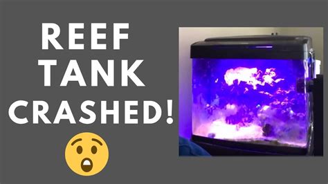 My Reef Tank Crashed Fishfam Youtube