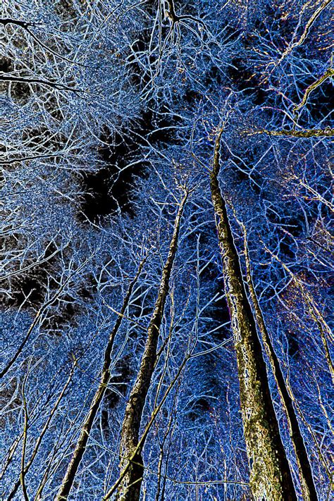 Forest Art Digital Art By David Pyatt Fine Art America