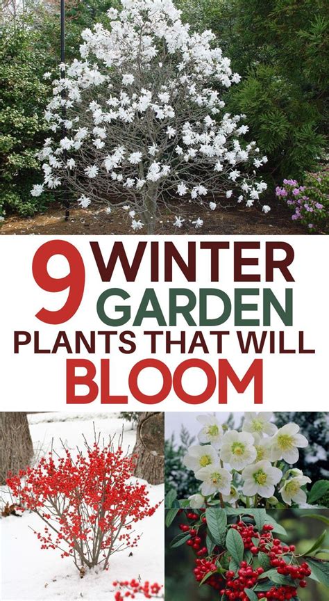 22 Beautiful Winter Flowers That Survive And Bloom In The Cold Plants