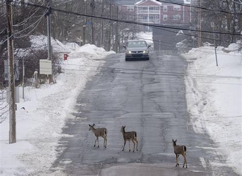 plan to use crossbows to kill nuisance deer in nova scotia town challenged by critics
