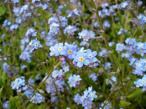 Blue Flowering Weeds Flickr Photo Sharing