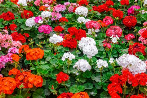 How To Keep Geraniums Blooming 3 Secrets To Big Blooms All Summer