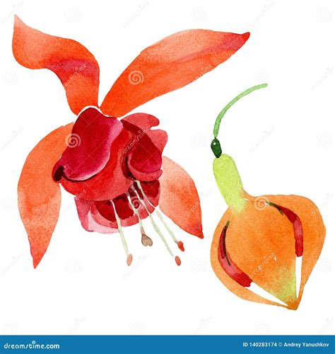 Red Orange Fuchsia Floral Botanical Flower Watercolor Background Set