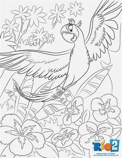 Coloring Pages Rio Macaw Sheets Scarlet Dvd
