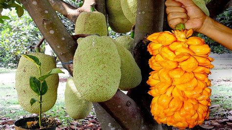 How To Grow Jackfruit From Seeds To Harvest Gardening Tips Youtube