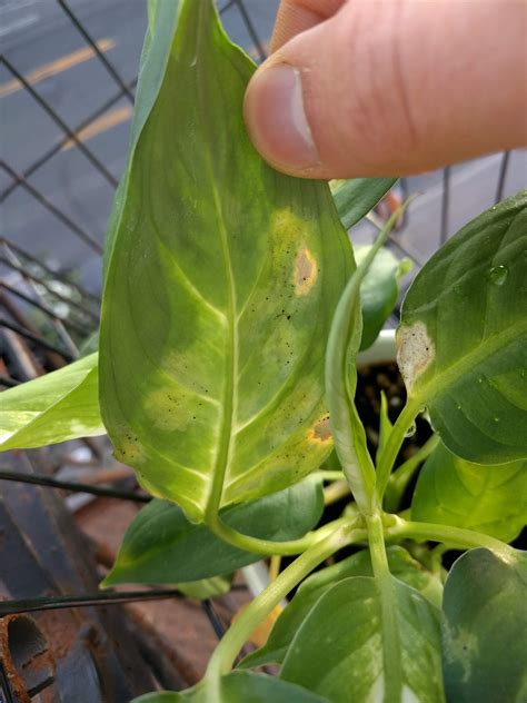 Tiny Black Bugs Killing My Houseplants Plantclinic