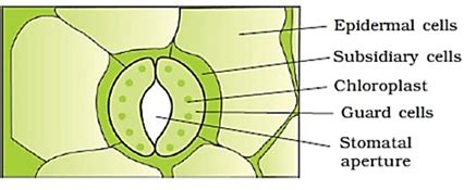 We did not find results for: Biology Class 11 NCERT Solutions: Chapter 6 Anatomy of ...