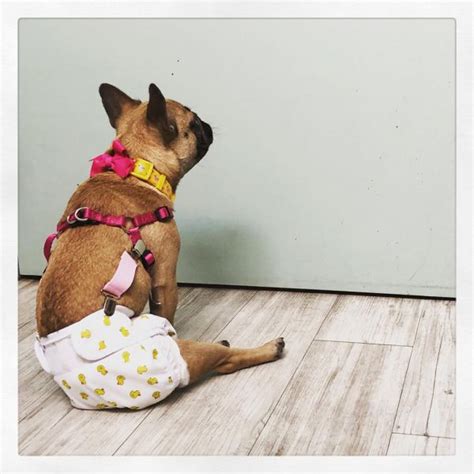 Volunteering to help bulldog rescue. French Bulldog Rescue Network :: Dorey in WA