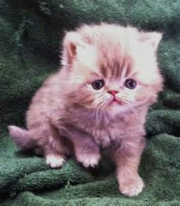 Female kitten available for reservation. himalayan kittens for sale | Upcoming Persian Kittens For Sale