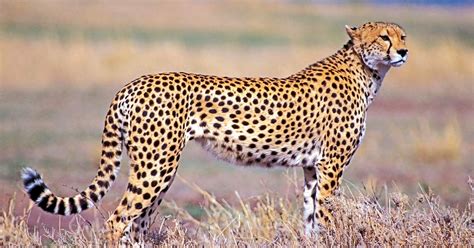 Facts about animal & wildlife creatures on planet earth