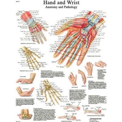 Fabrication Enterprises 3b® Anatomical Chart Hand And Wrist Laminated